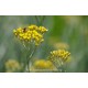 HE d'Immortelle / Hélichryse italienne bio (Helichrysum italicum) 5ml