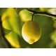 HE  Citron bio (Citrus limon) 10ml