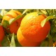 HE Orange douce bio (Citrus sinensis) 10ml