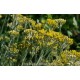 Hydrolat  d'Immortelle  (Helichrysum italicum) de Corse 200ml