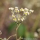 HE Hélichryse faradifani (Helichrysum faradifani) 10ml