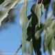 HE  Eucalyptus citronné (Eucalyptus citriodora) 10ml