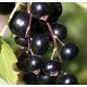 Hydrolat  Cassis (Ribes nigrum) 200ml