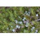 HE Genévrier nain (Juniperus communis sp. nana) 10ml