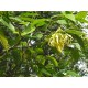 HE  Ylang-Ylang complète (Cananga odorata) 10ml