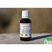 Macérat bio de bourgeons d'Églantier 30ml