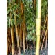 Hydrolat de  Bambou (Bambusa vulgaris), 200ml